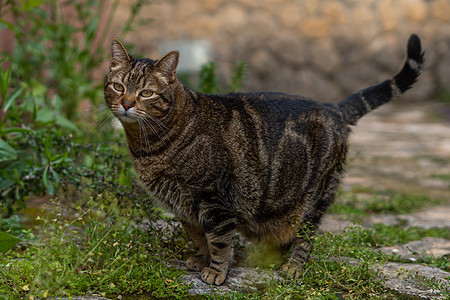 棕色和黑黑猫的近身 看镜头打猎脊椎动物猫科动物眼睛猎物荒野摄影晶须小猫尾巴图片