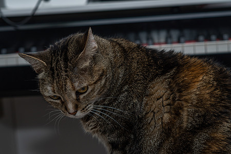 坐在背景中钢琴的普通猫公猫主题宠物动物爪子猫科动物胡子尾巴家畜房子连体图片