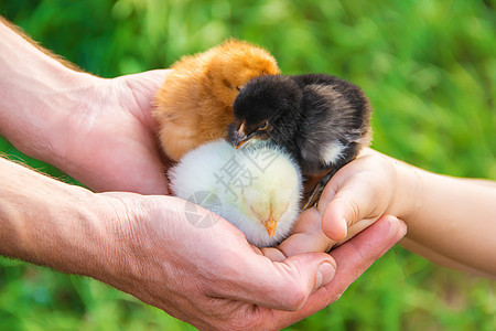 孩子手里握着一只鸡 有选择的专注农场朋友们关爱小鸡女孩婴儿喜悦帽子孩子们鸭子图片