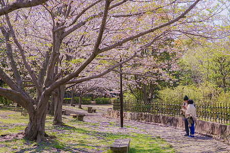 马萨尼希林凯公园的樱花盛开公园粉色角色叶子花瓣草原树木绿色晴天蓝天图片