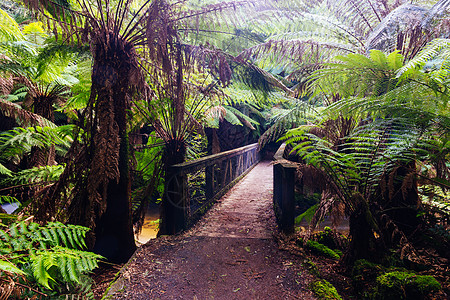 竹林小道澳大利亚塔斯马尼亚州圣科隆巴瀑布运动蕨类植被岩石溪流假期环境流动荒野旅行背景