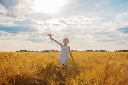 儿童在小麦田中 有选择性的焦点收成粮食农场小麦家庭面包食物戏剧孩子童年图片