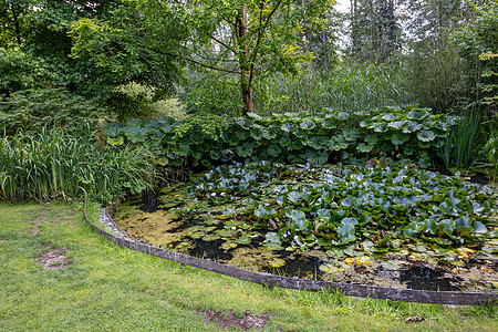 带水坑和松树及植物的英密绿色花园 包括蓄水池和类树木和植物图片