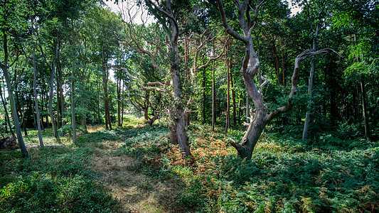 Rendlesham 森林的林地树木图片