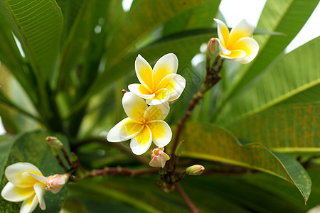 绿色叶子背景上的白色热带freangipani花朵 特写梅花树异国花园香水植物花瓣花束温泉黄色鸡蛋花情调图片