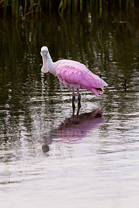 腐蚀汤勺山植被白色粉色柏丁土壤中心游客动物假期湿地图片