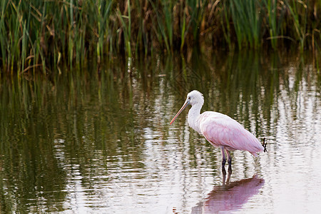腐蚀汤勺山柏丁粉色假期游客中心植被白色湿地动物土壤图片