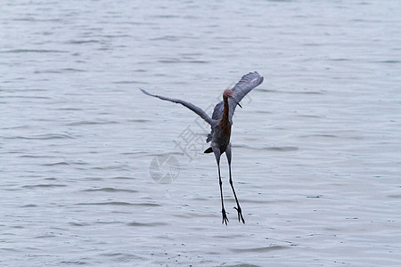 拉迪什草原白鹭中心动物游客红色红鹭假期飞行苍鹭灰色图片