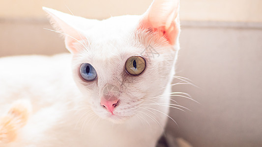 白猫有不同颜色的眼睛 蓝色和黄色的眼睛 可爱的家庭宠物毛皮哺乳动物动物猫咪白色图片