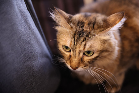 贴近沙发上棕色条纹猫的照片哺乳动物小猫猫咪兽头宠物柔软度毛皮影棚毛发爪子图片