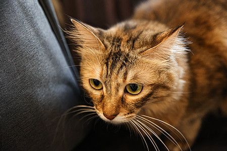 贴近沙发上棕色条纹猫的照片猫咪毛皮哺乳动物柔软度猫科家畜毛发动物小猫影棚图片
