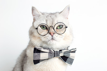 穿着灰色领结和眼镜的滑稽白猫 在白色背景上背景图片