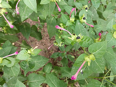 或4'o钟的植物或带有粉红花和黑籽的围裙精美图片