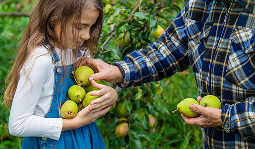 孩子和祖母在花园里收获梨子 有选择的焦点农业女士微笑闲暇农场园艺生活享受园丁素食主义者图片