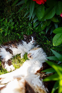 养家猫的绿地 绿树叶 自然生植物等花园宠物小猫爪子阴影哺乳动物植物猫科分支机构树叶图片