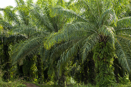 泰国Krabi的棕榈树 种植树木食物天空森林棕榈橙子生产叶子木头国家活力图片