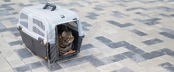 猫星人灰猫在人行道户外的载体里兽医旅行街道城市享受盒子小路安全毛皮诊所背景