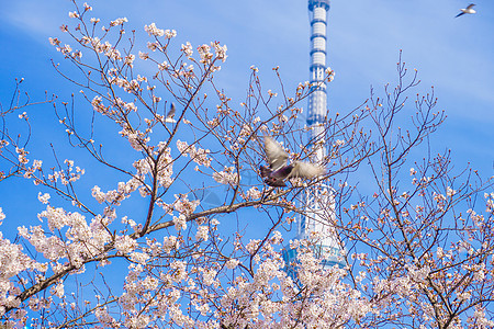 天树 樱花花和鸽子图片