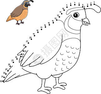 动物孤立颜色页面绘画彩页翅膀儿童羽毛图画书插图鹌鹑填色染色图片