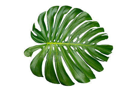 龟背竹叶与孤立在白色背景上的叶子森林树叶情调植物群异国棕榈藤蔓生态花园雨林图片