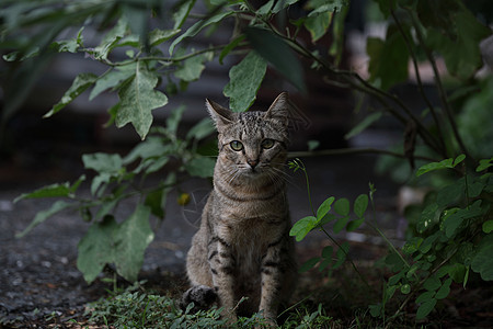 可爱的猫近近看图片