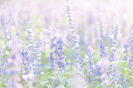紫色的花朵紧闭着熏衣草花生长植物群温泉草本植物场地蓝色阳光植物花园花束图片