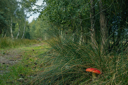 森林中美丽的红苍蝇蘑菇 在绿色背景下图片