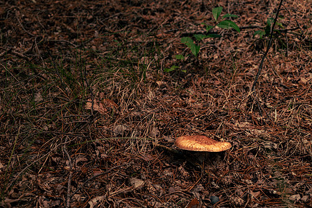 秋季森林的蘑菇特写情况苔藓毒蝇地面生物日光阳光荒野植物魔法木头图片