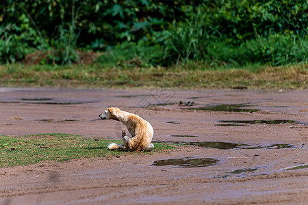 南美洲农村街头的狗狗和狗狗朋友犬类婴儿孤独宠物小狗毛皮街道生活流浪图片