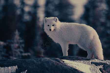 北极狐或身着白冬大衣 背景有树木 观看照相机旅行木头哺乳动物耳朵岩石毛皮荒野食肉动物野生动物图片