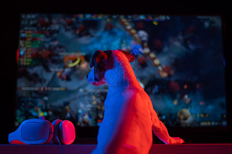 狗杰克罗素泰瑞正在黑暗中看一个在亮光中的电脑游戏技术桌子视频屏幕卧室游戏麦克风娱乐键盘老鼠图片