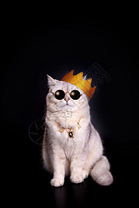 金冠和深墨镜中的 酷酷的白猫 坐在黑色背景上图片