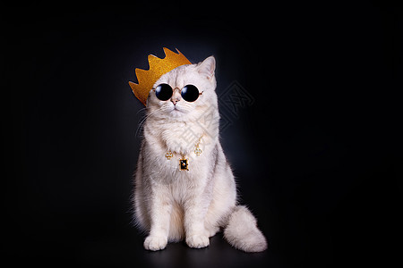 一只身戴金冠的白王猫 坐在孤立的黑人背景上图片