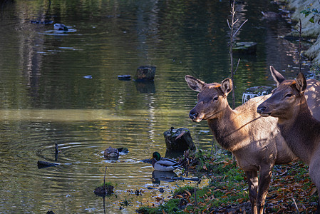 两只鹿站在湖边 野生动物和鸭子图片