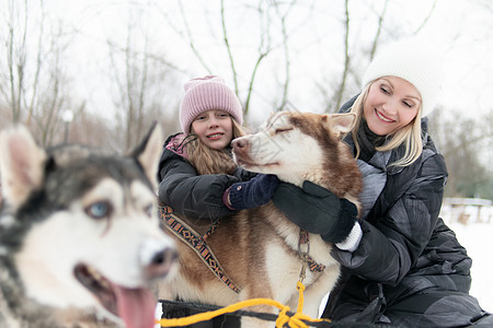 白狗哈斯基冬犬 西伯利亚人雪橇阿拉斯卡雪橇图片