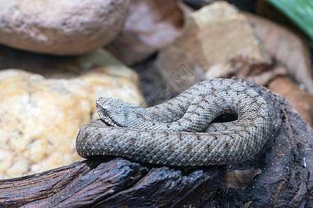 Asp 毒蛇爬虫法器爬行动物王国栖息地鳞片动物群捕食者环境动物图片