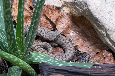 Asp 毒蛇环境动物群法器鳞片栖息地捕食者动物爬行动物生物圈爬虫图片