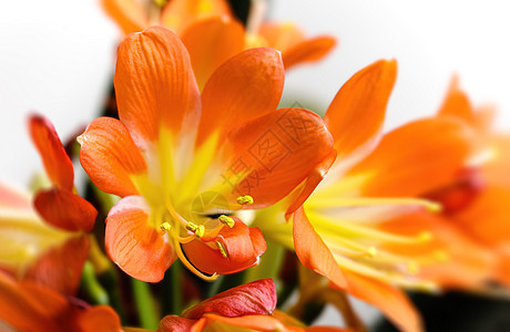 橙色开花的小花朵墙纸宏花花瓣花园君子兰植物群百合植物农业花艺图片