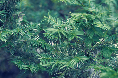 Berryyew 植物纹理背景 您可以使用它 请查看上的 绿色卡片生长热带墙纸草本植物高架花园笔记天线红豆杉图片