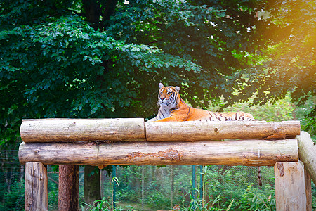 猫星人黄虎在树上躺下野生动物动物园丛林侵略猎人动物眼睛哺乳动物力量荒野背景