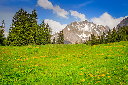 瑞士伯尔尼州因特拉肯附近的村风景野花戏剧性森林假期高山僧侣旅游冰川旅行图片