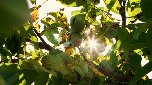特写 在阳光下 绿色的欧洲成熟核桃生长在叶子间的树上 一个大型农村种植园的核桃树和成熟的核桃农业花园种子季节食物生产收成坚果水果图片