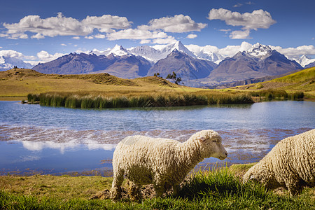 的Wilcacocha湖和绵羊 秘鲁Ancash安第斯山脉雪崩目的地旅行冰川地标旅游国际雪山家畜天空山脉图片