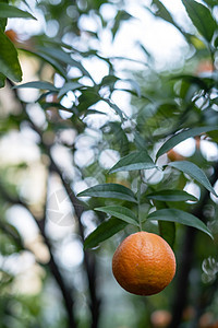 在橙色花园的树枝上加水滴的橘子桔子农作物树林食物太阳生产叶子热带环境园丁生长图片