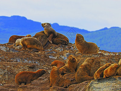 海狮和海豹 阿根廷乌斯怀亚州火地岛Fuego的比格尔海峡毛皮狮子海鸟雪山荒野海岸线天空山脉地方摄影图片