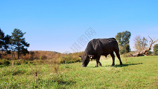 特写 在草地上 在农场 大黑血统 繁殖公牛正在吃草 夏天温暖的一天 在牧场生产肉类的牛 选择母牛 公牛养牛场土地产品家畜工作草原图片