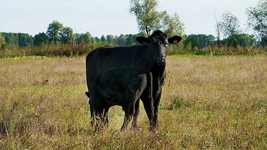 奶牛附近的小牛犊喝牛奶 吃东西 牛在田间吃草 农场的肉类生产 夏天温暖的一天图片