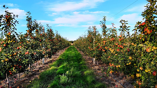 一排排苹果树之间的长长的过道 苹果园 农业企业 苹果的选择 小树上长着很多水果 红苹果 苹果收获 初秋 航空视频图片