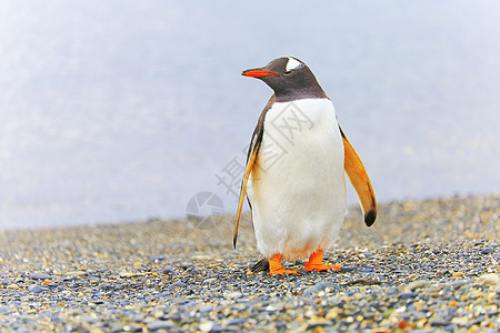 阿根廷南美洲乌斯怀亚提拉德尔弗埃戈岛的根托企鹅物种摄影家族荒野标记主题海岸线全景行为旅行图片