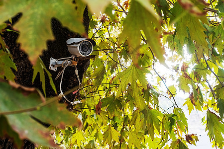 森林树上的安全监控摄像头图片